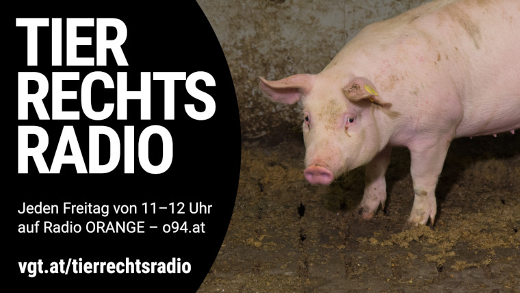 Sendungsbild für: Die FPÖ hat den Tierschutz verraten