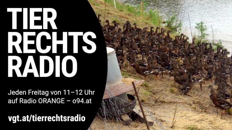 Sendungsbild für: Und schon wieder: Entenaussetzen an der Leitha im Nordburgenland
