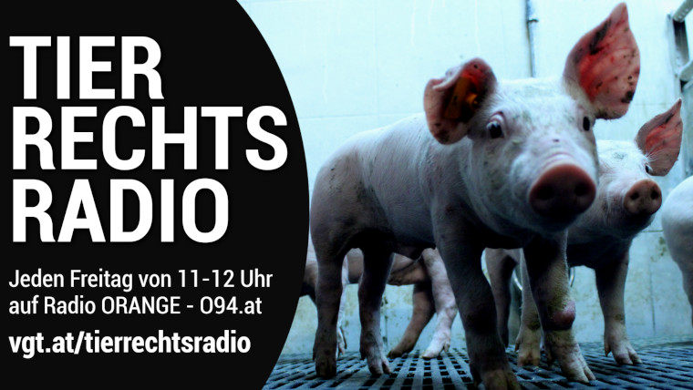 Sendungsbild für: Die Kampagne gegen Vollspaltenböden in der Schweinehaltung