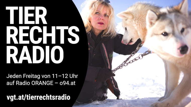 Sendungsbild für: 28 Jahre Tierrechtsarbeit: Marion Löcker erzählt