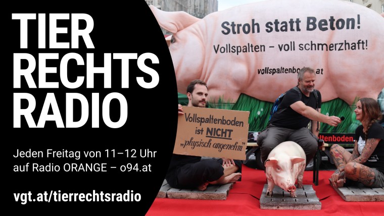 Sendungsbild für: 24 Stunden auf Vollspaltenboden am Wiener Stephansplatz