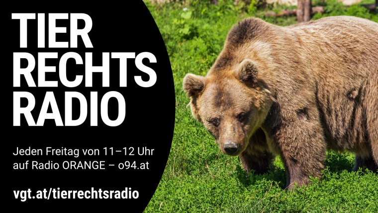 Sendungsbild für: Über den Abschuss von Europas größtem Bären Arthur