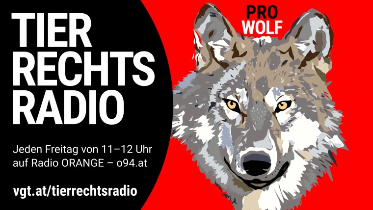 Sendungsbild für: Pressekonferenz Wolf in Tirol