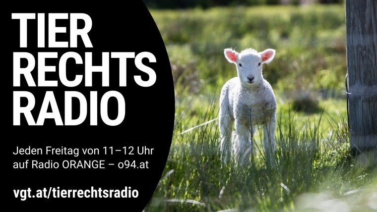 Sendungsbild für: Tierquälerei: 100e Schafe über Tage bei Tötung ohne Betäubung gefilmt