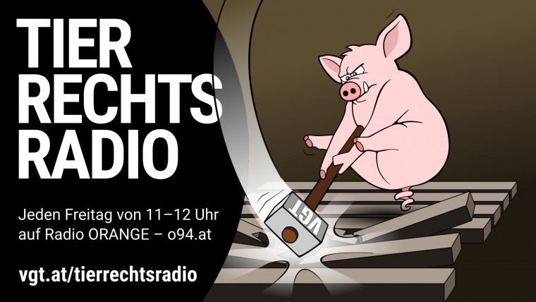Sendungsbild für: Zielgerade der Kampagne gegen den Schweine-Vollspaltenboden