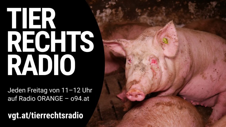 Sendungsbild für: Aufdeckung: grauenhafte Vollspalten-Schweinefabrik in Kärnten