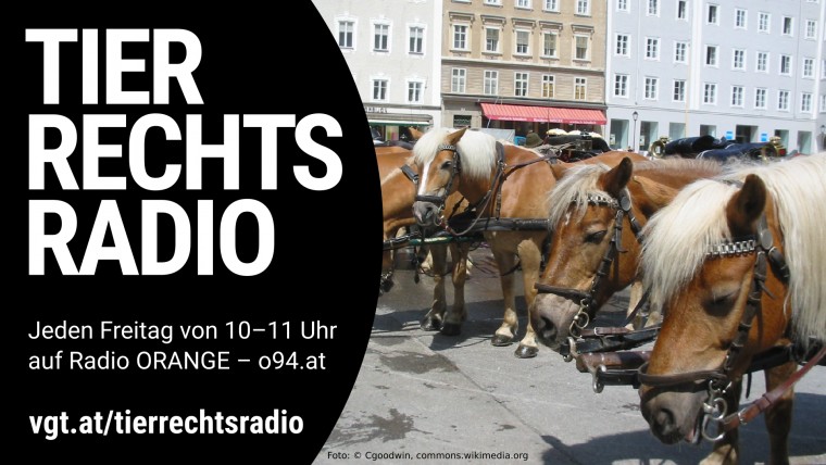 Sendungsbild für: Kampagne gegen Fiaker in Salzburg