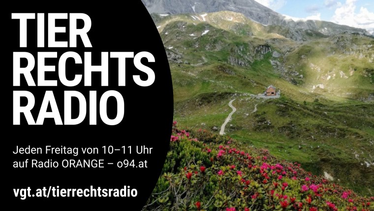 Sendungsbild für: Die erste fleischlose Berghütte Österreichs 1 Jahr später
