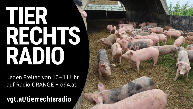 Sendungsbild für: Freilandschweinehaltung Hubmann soll behördlich geschlossen werden