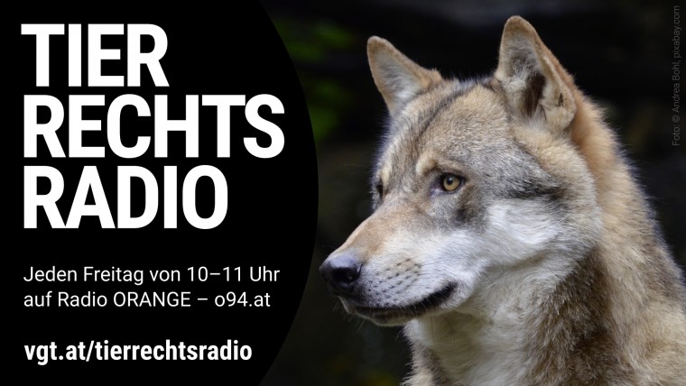 Sendungsbild für: Interview mit Wolfsexperten Prof. Kotrschal