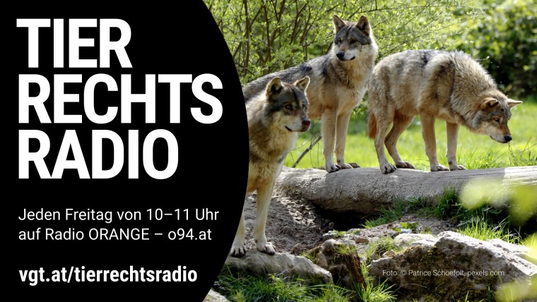 Sendungsbild für: Am Wolfscamp in der Lausitz