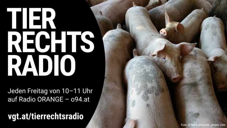 Sendungsbild für: Freispruch nach großer Besetzung einer Schweinefabrik in den Niederlanden