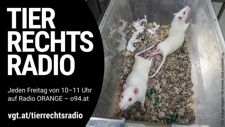 Sendungsbild für: Reform des Tierversuchsgesetzes