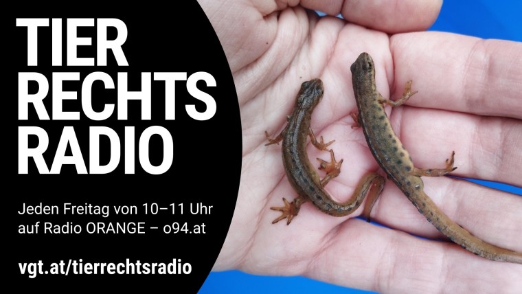 Sendungsbild für: Amphibienhilfe am Hanslteich