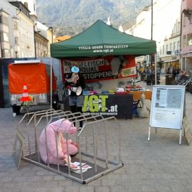 Tierschutz-Infostand in Innsbruck