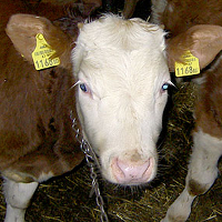 chained calf