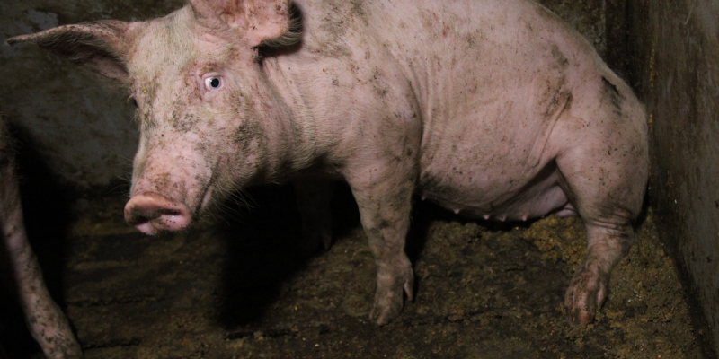 Ein Schwein sitzt auf Beton-Vollspaltenboden