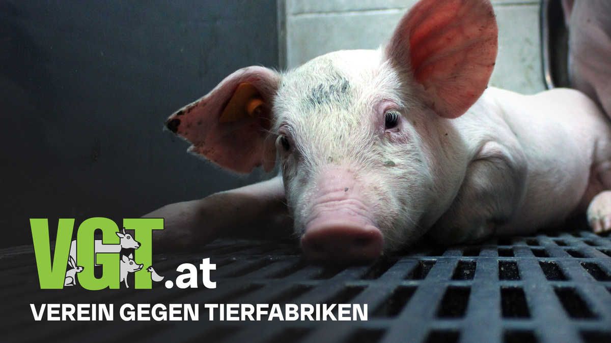 Screenshot or Official Image for vgt.at - VEREIN GEGEN TIERFABRIKEN - Wir geben Tieren eine Stimme. - vgt