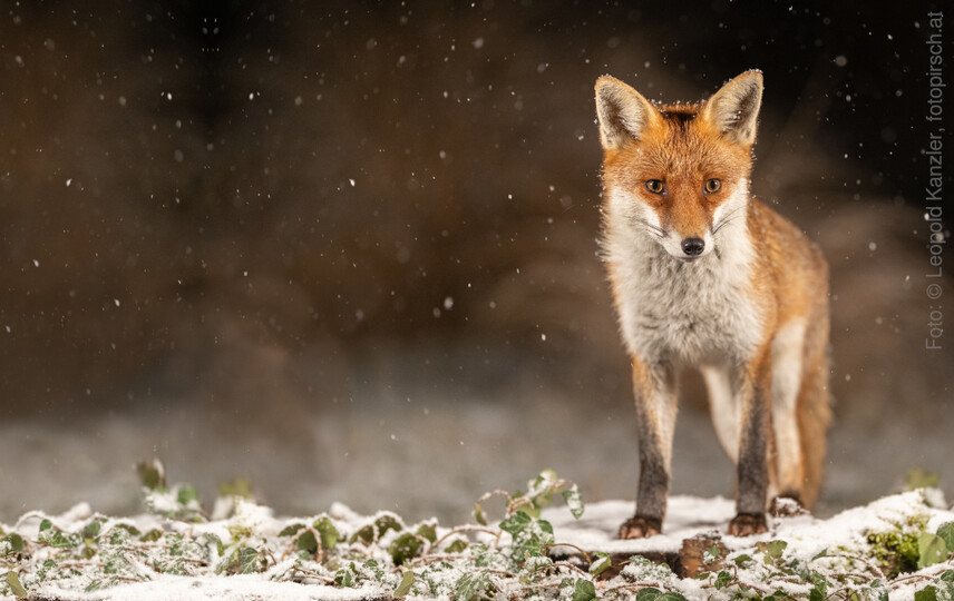 Ein roter Fuchs steht auf einer beschneiten Ebene.