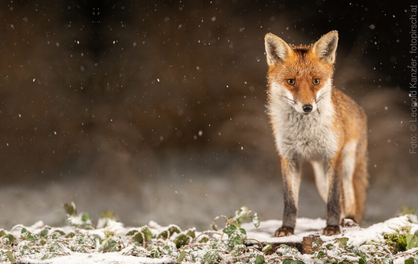 Ein roter Fuchs steht auf einer beschneiten Ebene.