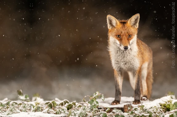 Ein roter Fuchs steht auf einer beschneiten Ebene.