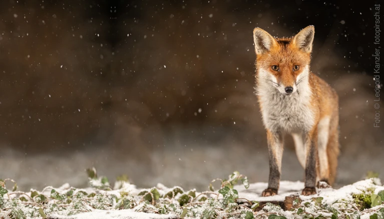 Ein roter Fuchs steht auf einer beschneiten Ebene.