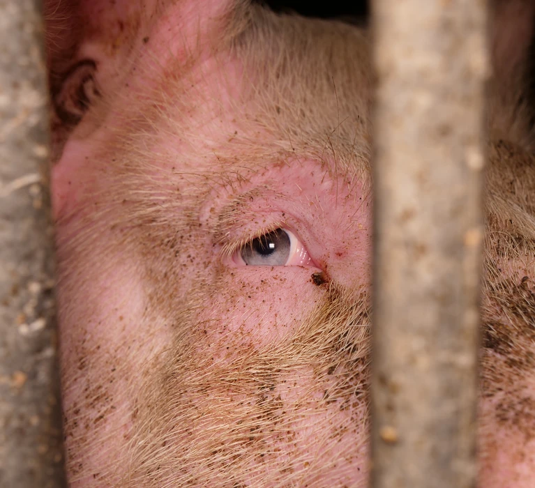 Auge eines Schweines.