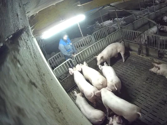 Das Bild zeigt einen (ehemaligen) Mitarbeiter der Schweinefabrik